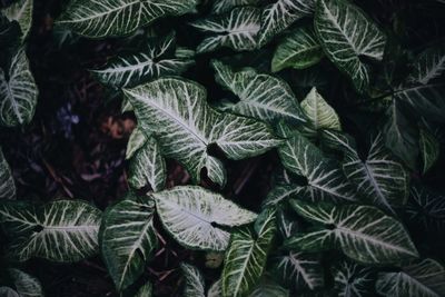 Full frame shot of leaves