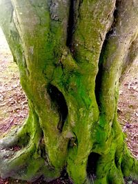 Close-up of tree trunk