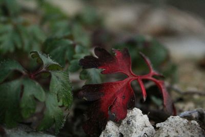 Close-up of red flowers