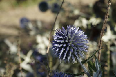 Close-up of thistle flower