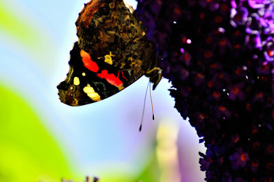 Close-up of butterfly on leaf