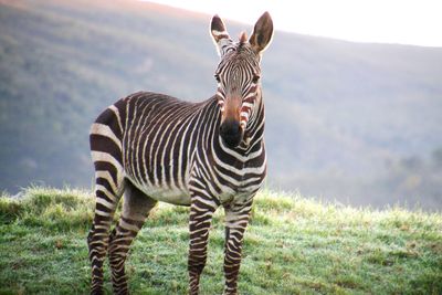 Portrait of zebra standing on grass