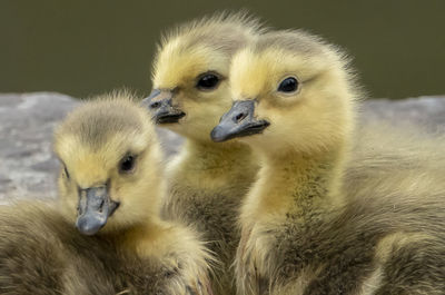 Close-up of two birds