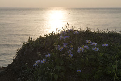 Close-up of flowers growing on beach against sky