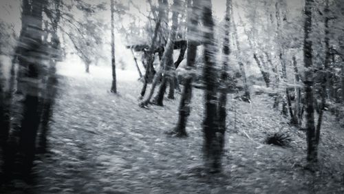 Trees in forest during winter