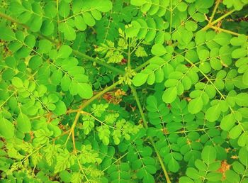 Full frame shot of fresh green leaves