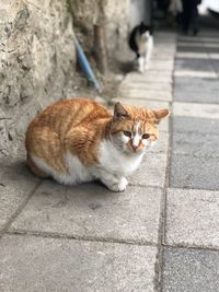 Cat sitting on footpath