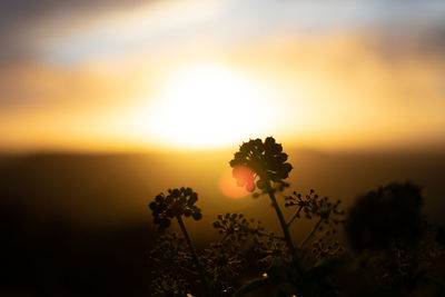 Scenic view of orange flower against sky during sunset