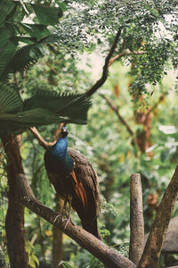 Peacock perching on tree