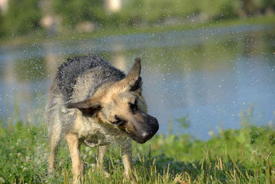 Dog running in grass