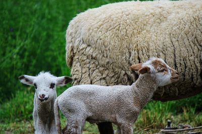 Close-up portrait of sheep