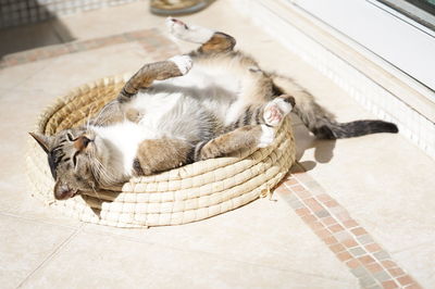 High angle view of cats sleeping on tiled floor