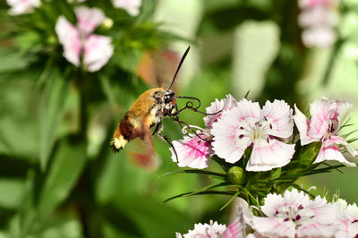 Close-up of butterfly pollinating on pink flower