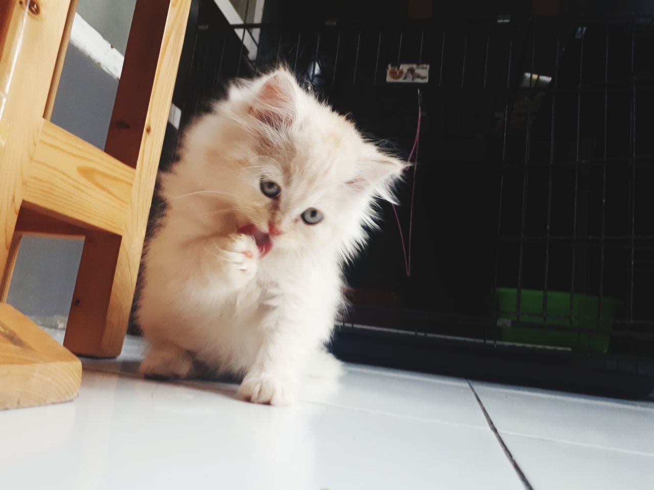 PORTRAIT OF WHITE CAT ON FLOOR