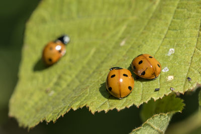 Close-up of ladybug on green leaves