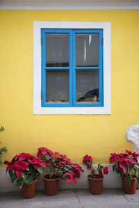 Potted plants on window of building