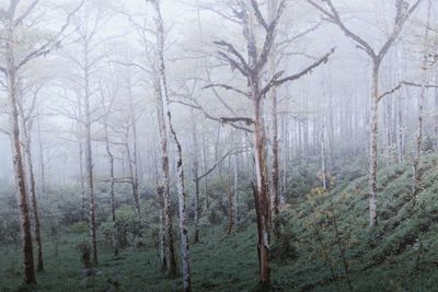 Bare trees in forest