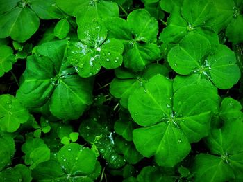 High angle view of raindrops on leaves