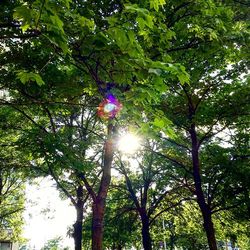 Low angle view of trees against sky