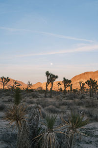 Scenic view of desert against sky