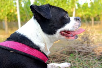 Close-up of a dog looking away