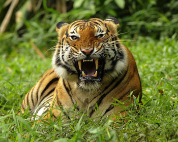 Portrait of tiger on field