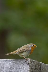 Close-up of bird perching on railing