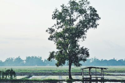 Trees on field against sky