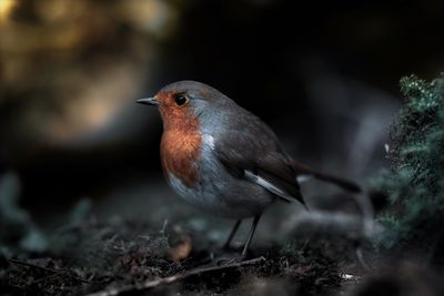 Close-up of bird perching on a field