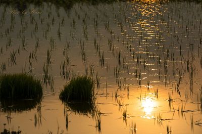 Scenic view of rice field at sunset