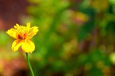 Close-up of yellow flowering plant