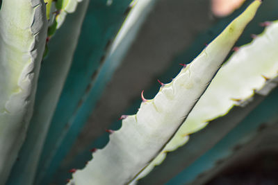 Close-up of succulent plant