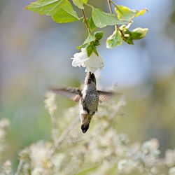 Hummingbird