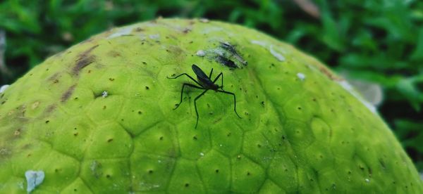 Close-up of insect on leaf