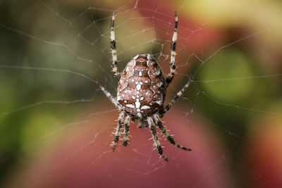 Close-up of spider on web