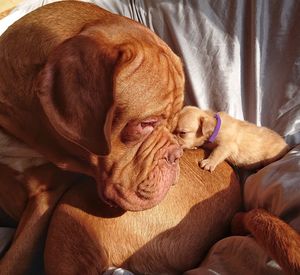 Close-up of dog and pup