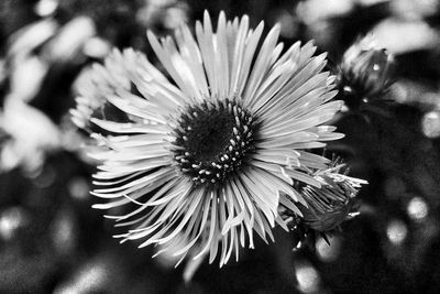 Close-up of flower blooming outdoors