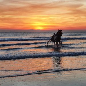 Scenic view of horse on beach against sky during sunset