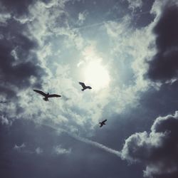 Low angle view of birds flying against sky