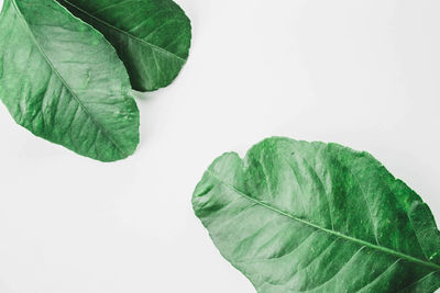 Close-up of green leaves over white background