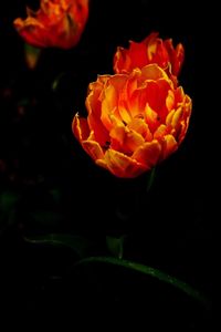 Close-up of orange rose flower against black background