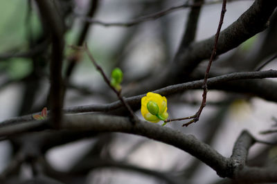 Close-up of bird perching on branch