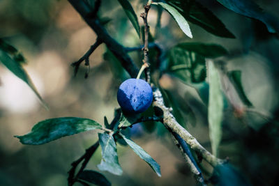 Close-up of fruit growing on tree