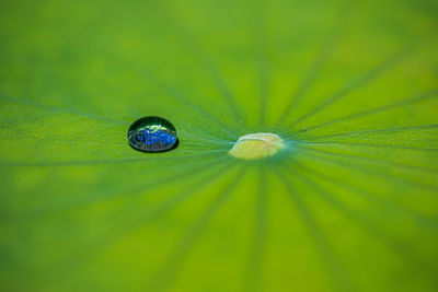 Macro shot of water drops on leaf