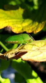 Close-up of insect on leaves