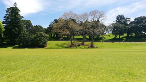 Trees on field against sky