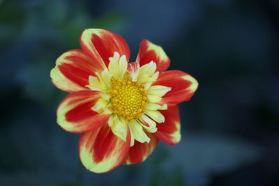 Close-up of red flower