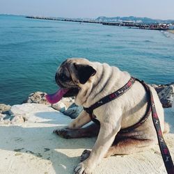 Dog looking at sea shore