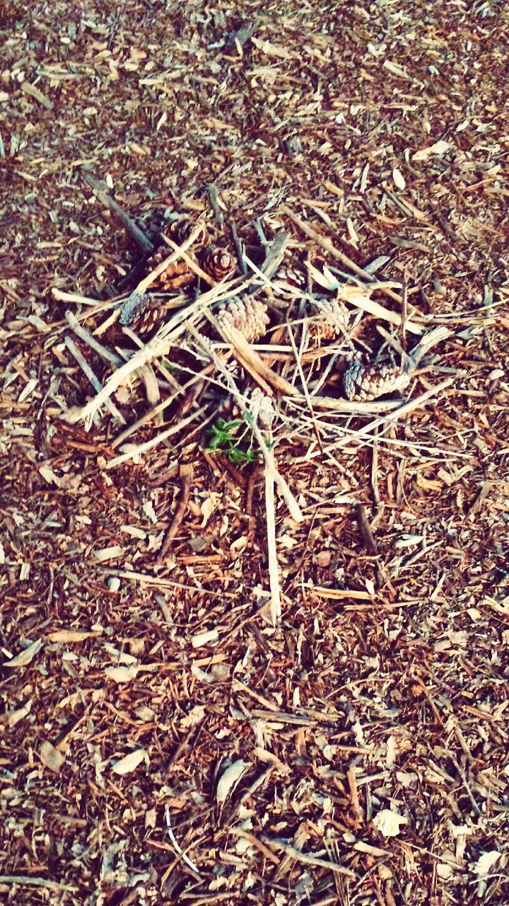 high angle view, dry, full frame, abundance, backgrounds, field, large group of objects, leaf, dirt, messy, day, no people, close-up, autumn, still life, ground, outdoors, textured, nature, brown