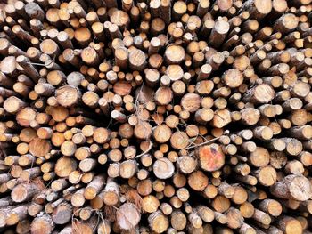 Full frame shot of logs in forest